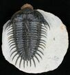 Large Spiny Comura Trilobite - Awesome Eyes! #11927-10